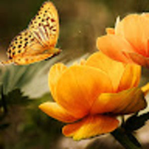 Meet your Posher, Carmbella